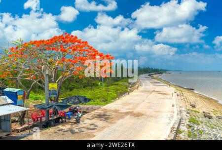 La vista aerea dei fiori della poinciana reale Rossa fioriscono lungo la strada segnalando che l'estate è arrivata. Questa è una specie di albero decorativo in campagna Foto Stock