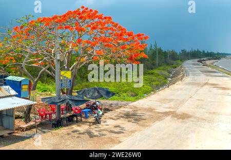 La vista aerea dei fiori della poinciana reale Rossa fioriscono lungo la strada segnalando che l'estate è arrivata. Questa è una specie di albero decorativo in campagna Foto Stock