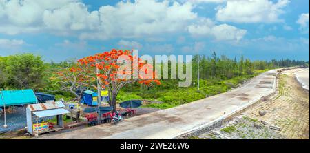 La vista aerea dei fiori della poinciana reale Rossa fioriscono lungo la strada segnalando che l'estate è arrivata. Questa è una specie di albero decorativo in campagna Foto Stock