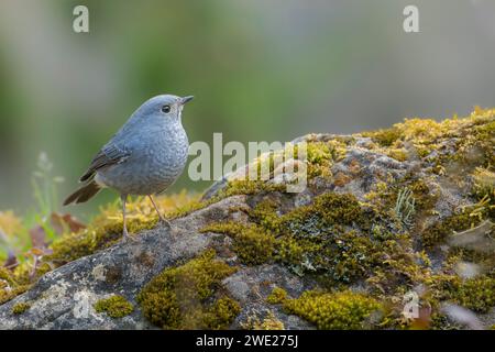 Femmina di uccello Plumbeous Water Redstart in piedi sulla roccia verde Foto Stock
