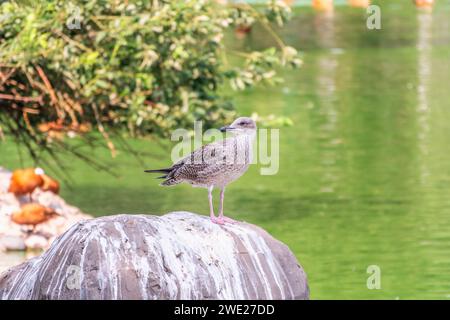 Seagull si trova su una scogliera di pietra sulla riva del mare. Il gabbiano europeo delle aringhe, Larus argentatus Foto Stock