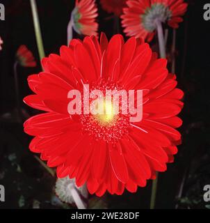 DETTAGLIO RAVVICINATO DEL FIORE ROSSO DI GERBERA (GERBERA JAMESONII). Foto Stock