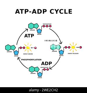 Ciclo ATP ADP. Fosforilazione. L'adenosina trifosfato rilascia energia e diventa adenosina difosfato. L'ADP può essere invertito in ATP. Vettore Illustrazione Vettoriale