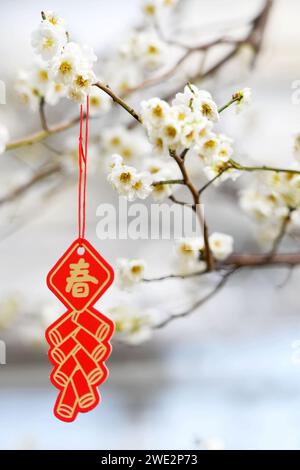 QINGDAO, CINA - 23 GENNAIO 2024 - Un ciondolo festivo è appeso a un ramo fiorito di prugne al Tao Garden Center di Qingdao, nello Shando della Cina orientale Foto Stock