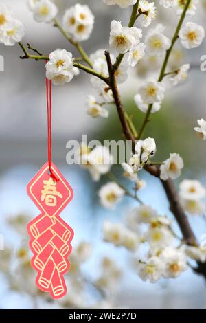 QINGDAO, CINA - 23 GENNAIO 2024 - Un ciondolo festivo è appeso a un ramo fiorito di prugne al Tao Garden Center di Qingdao, nello Shando della Cina orientale Foto Stock