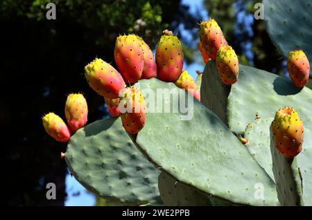 Un primo piano di boccioli di cactus su foglie verdi vibranti della pianta di opuntia Foto Stock