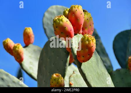 Un primo piano di boccioli di cactus su foglie verdi vibranti della pianta di opuntia Foto Stock