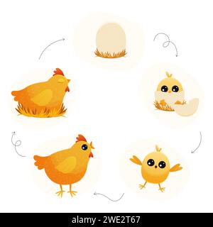 Ciclo di vita del pollo. Gallina rigenerante con pulcini e uova, passo dopo passo dall'uovo all'adulto e alla schiena, embrione di pollo all'adulto e ai pulcini. Vettore Illustrazione Vettoriale