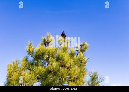 Pico Bejenado come confine meridionale della Caldera de Taburiente sull'isola di la Palma (Canarie, Spagna) Foto Stock