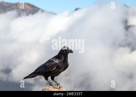 Pico Bejenado come confine meridionale della Caldera de Taburiente sull'isola di la Palma (Canarie, Spagna) Foto Stock