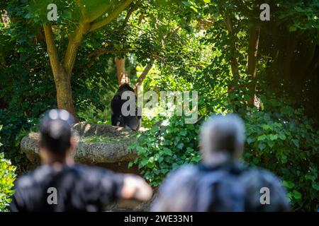 gente in vacanza che guarda gorilla allo zoo Foto Stock