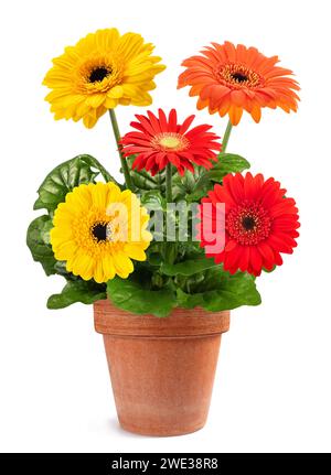 Pianta di gerbera in vaso isolato su sfondo bianco Foto Stock