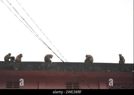 Non esclusiva: 22 gennaio 2024 Sylhet-Bangladesh: Le scimmie macachi rhesus siedono al freddo nella zona di Chasnipir Road a Sylhet, Bangladesh, su una nebbia Foto Stock