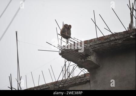 Non esclusiva: 22 gennaio 2024 Sylhet-Bangladesh: Le scimmie macachi rhesus siedono al freddo nella zona di Chasnipir Road a Sylhet, Bangladesh, su una nebbia Foto Stock