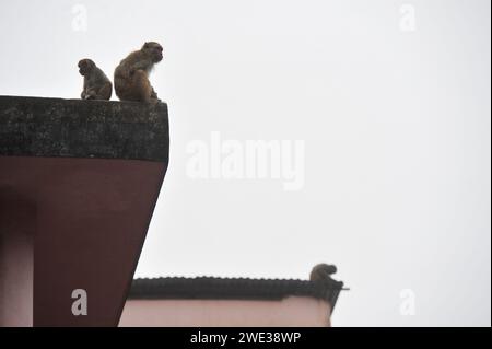 Non esclusiva: 22 gennaio 2024 Sylhet-Bangladesh: Le scimmie macachi rhesus siedono al freddo nella zona di Chasnipir Road a Sylhet, Bangladesh, su una nebbia Foto Stock