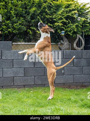 8 mesi di pugilato tedesco dorato pubred cucciolo che salta catturando le bolle di sapone. Foto Stock