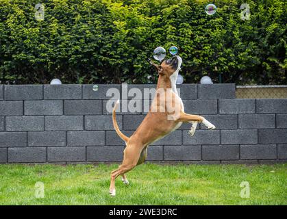 8 mesi di pugilato tedesco dorato pubred cucciolo che salta catturando le bolle di sapone. Foto Stock