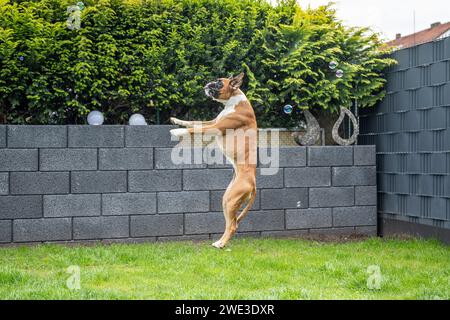 8 mesi di pugilato tedesco dorato pubred cucciolo che salta catturando le bolle di sapone. Foto Stock