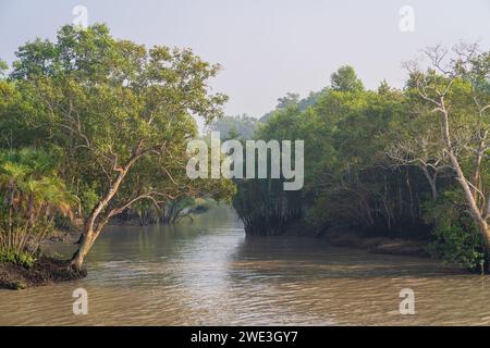 Vista panoramica della foresta di mangrovie nel parco nazionale di Sundarbans, patrimonio dell'umanità dell'UNESCO, Mongla, Bangladesh Foto Stock