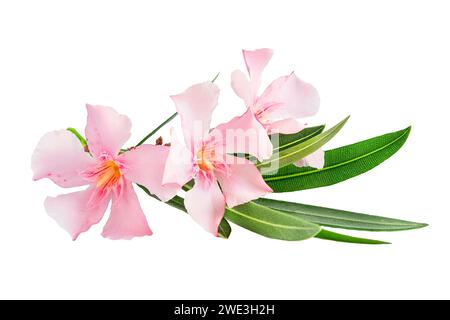 Bellissimi fiori di oleandro rosa isolati su sfondo bianco. Sfondo floreale naturale. Foto Stock