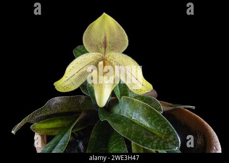 Vista ravvicinata della specie di orchidee ciabatte paphiopedilum concolor striatum con bellissimo fiore giallo e rosso isolato su sfondo nero Foto Stock