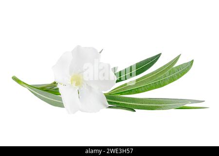 Bellissimi fiori di oleandro bianchi isolati su sfondo bianco. Sfondo floreale naturale. Foto Stock