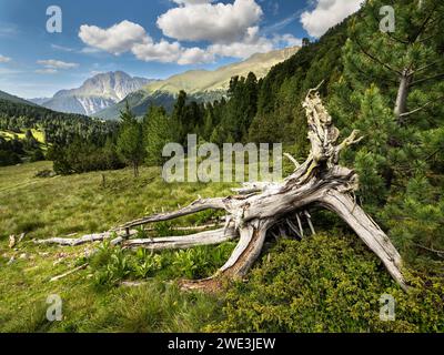 God Tamangur im Val S-charl in der Gem. S-charl AM 07.07.2023. Foto Stock