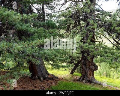 God Tamangur im Val S-charl in der Gem. S-charl AM 07.07.2023. Foto Stock