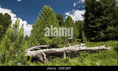 God Tamangur im Val S-charl in der Gem. S-charl AM 07.07.2023. Foto Stock