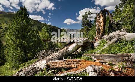 God Tamangur im Val S-charl in der Gem. S-charl AM 07.07.2023. Foto Stock