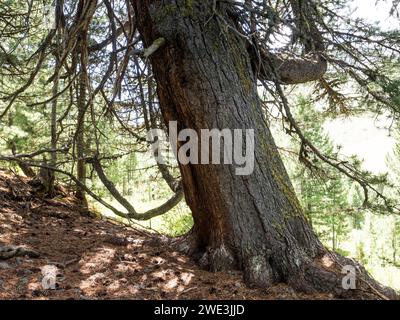 God Tamangur im Val S-charl in der Gem. S-charl AM 07.07.2023. Foto Stock