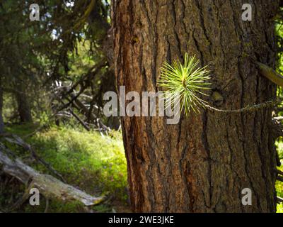 God Tamangur im Val S-charl in der Gem. S-charl AM 07.07.2023. Foto Stock