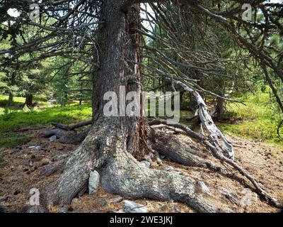 God Tamangur im Val S-charl in der Gem. S-charl AM 07.07.2023. Foto Stock