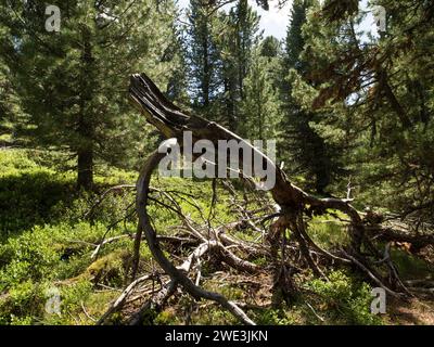 God Tamangur im Val S-charl in der Gem. S-charl AM 07.07.2023. Foto Stock