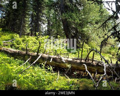 God Tamangur im Val S-charl in der Gem. S-charl AM 07.07.2023. Foto Stock