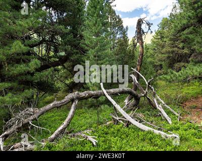 God Tamangur im Val S-charl in der Gem. S-charl AM 07.07.2023. Foto Stock