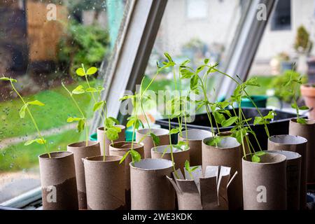 Piantine che crescono nel capannone. Shaun Fellows/Alamy Foto Stock