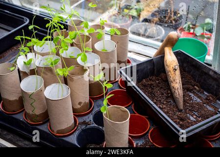 Piantare nuovi semi in un capannone per inglobare. Shaun Fellows / Alamy Foto Stock