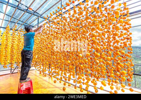 Il cachi essiccato viene essiccato secondo la tecnologia tradizionale giapponese applicata a da Lat, Vietnam. Sono appesi a una piattaforma in una casa chiusa Foto Stock