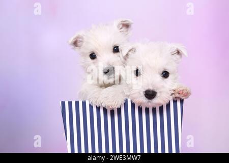 2 West Highland White Terrier Welpen / 2 West Highland White Terrier Puppies Foto Stock