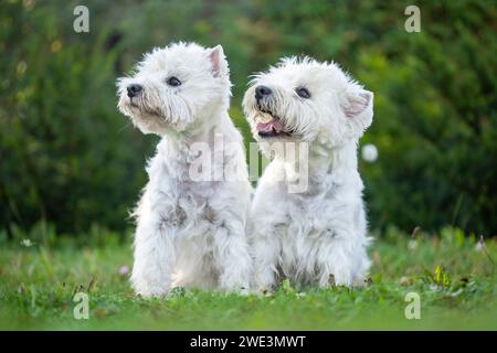 Sitzender West Highland White Terrier / sitting West Highland White Terrier Foto Stock