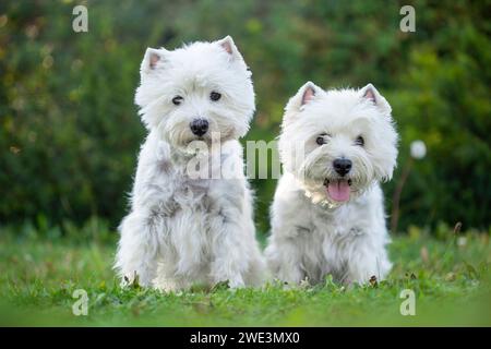 Sitzender West Highland White Terrier / sitting West Highland White Terrier Foto Stock