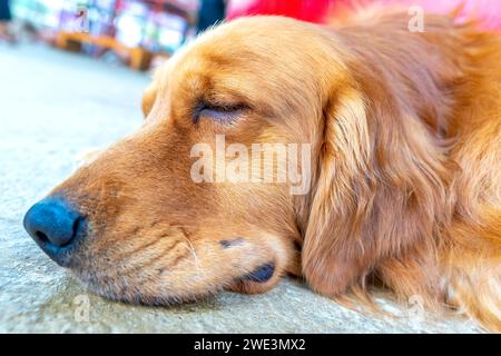 Il Golden Retriever in PET addomesticato è un cane di medie dimensioni. Appartenenti alla famiglia attiva e giocosa dei cani, sono anche molto leali e intelligenti Foto Stock