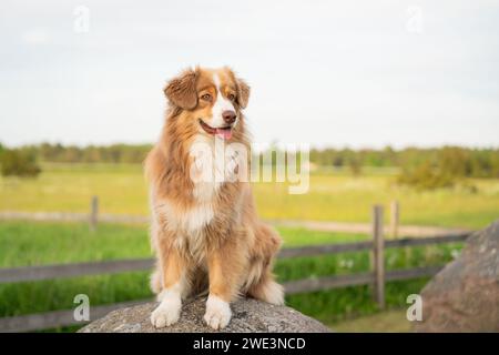 Duck Tolling Retriever (Duck Toller) della nuova Scozia seduto su una pietra. Foto Stock