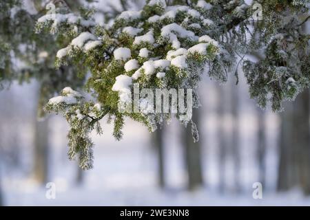 Ramo di ginepro coperto di ghiaccio (Juniperus communis) su sfondo sfocato. Inverno. Tempo invernale. Messa a fuoco morbida. Foto Stock