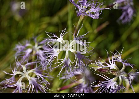 Fiori di rosa frangiata (Dianthus superbus) in estate. Diffusa ma in pericolo in Germania. Foto Stock