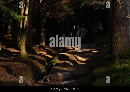 Gola del fiume Puck's Glen Woodland, Dunoon, Argyll e Bute, Scozia occidentale Foto Stock