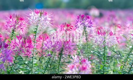 Cleome spinosa fiore campo fiorisce brillantemente in eco-turismo zona. I fiori sono usati per decorare corridoi, spazi giardino e creare aria fresca Foto Stock