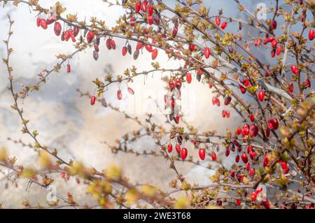 Berberis vulgaris, noto anche come barberry comune. Ramo di Barberry con bacche all'inizio della primavera. Design della copertura. Sfondo. Foto Stock