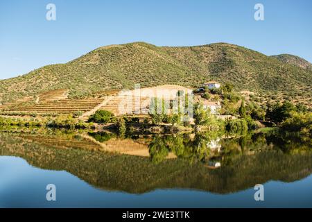 Oliveti e vigneti lungo il fiume Douro, Portogallo, Europa. Foto Stock